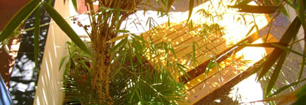 Bamboo Courtyard